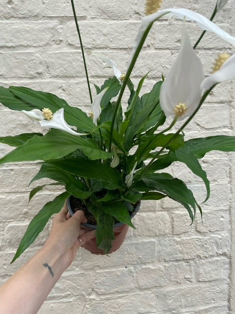 Spathiphyllum &