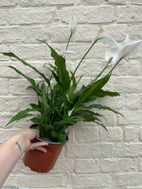 Spathiphyllum &