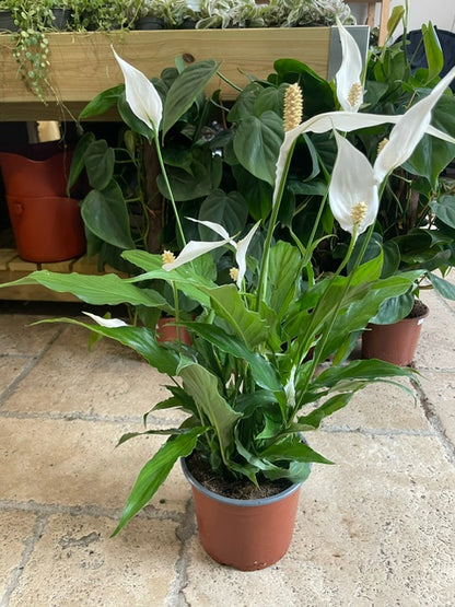 Spathiphyllum &