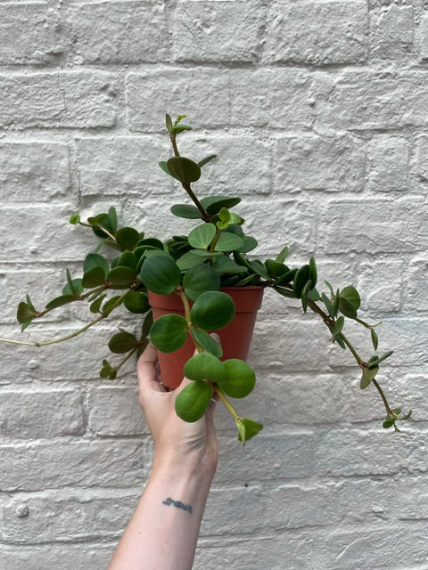 Peperomia tetraphylla &