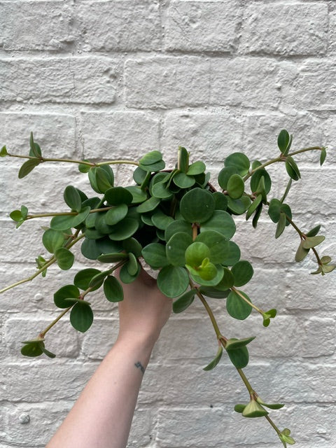 Peperomia tetraphylla &