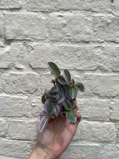 Tradescantia &