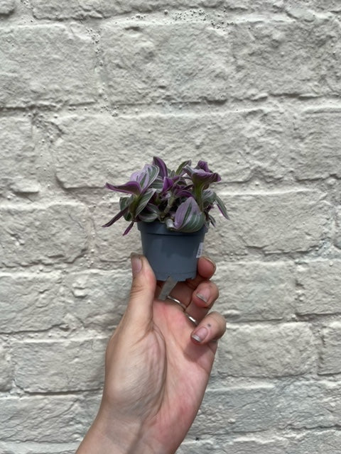 Tradescantia &