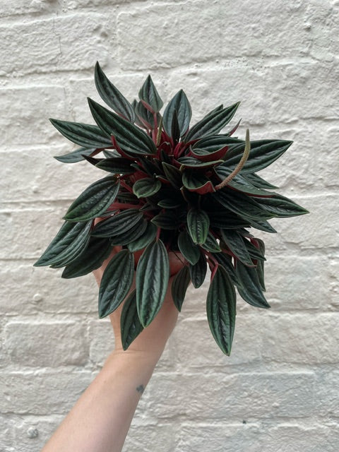 Peperomia Caperata &