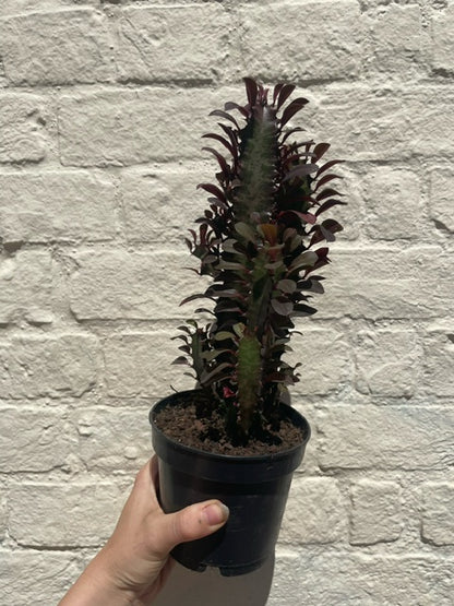 Euphorbia trigona &