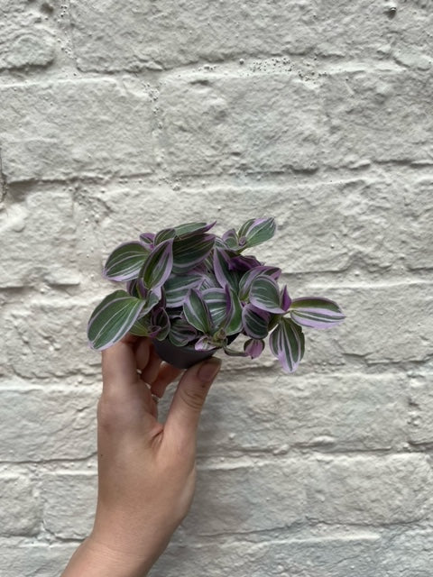 Tradescantia &