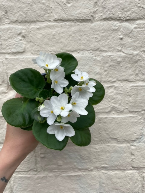 Saintpaulia ionatha (African violet)