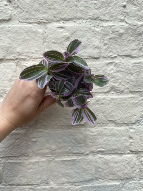 Tradescantia &