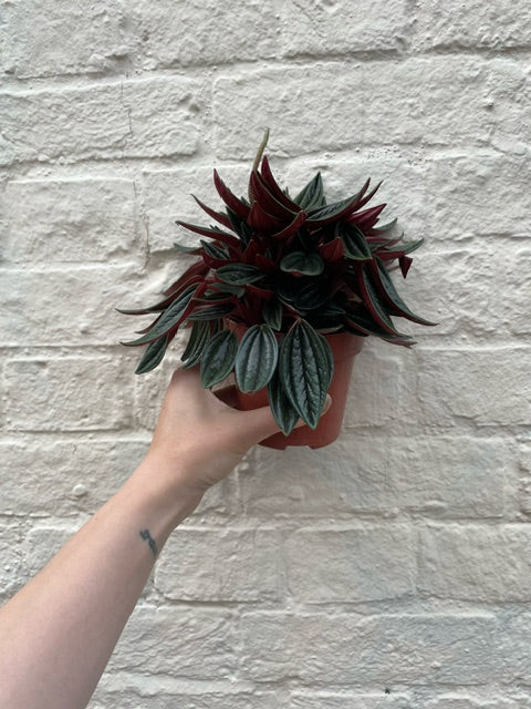 Peperomia Caperata &