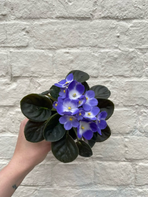 Saintpaulia ionatha (African violet)