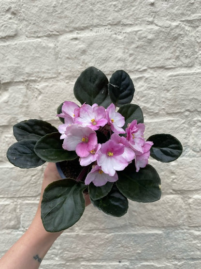 Saintpaulia ionatha (African violet)