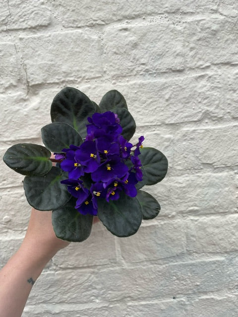 Saintpaulia ionatha (African violet)