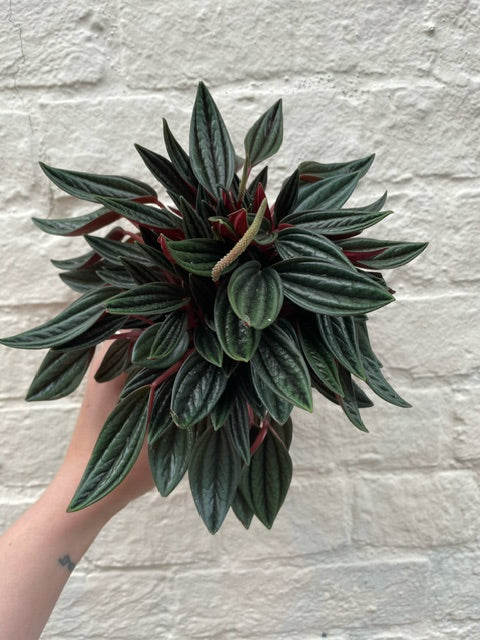 Peperomia Caperata &