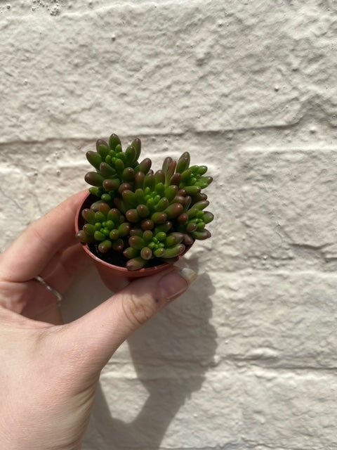 Sedum (Various Varieties)