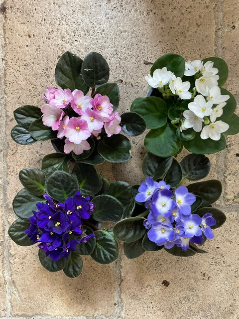 Saintpaulia ionatha (African violet)