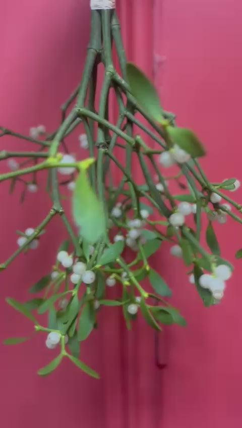 Seasonal Mistletoe (Viscum album) Bunch (3 stems)