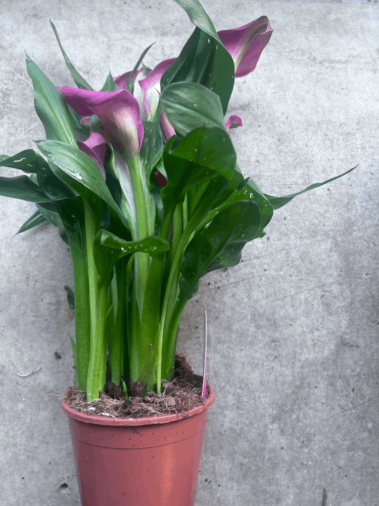 Zantedeschia &