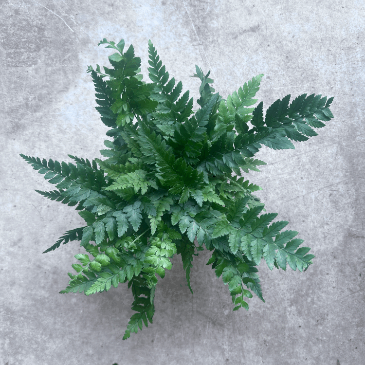 Polystichum tsus-simense (Korean Rock Fern)