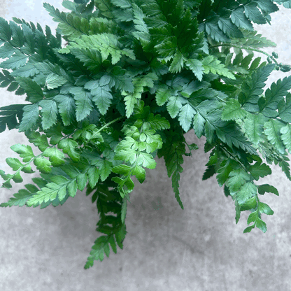 Polystichum tsus-simense (Korean Rock Fern)