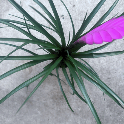 Tillandsia cyanea &