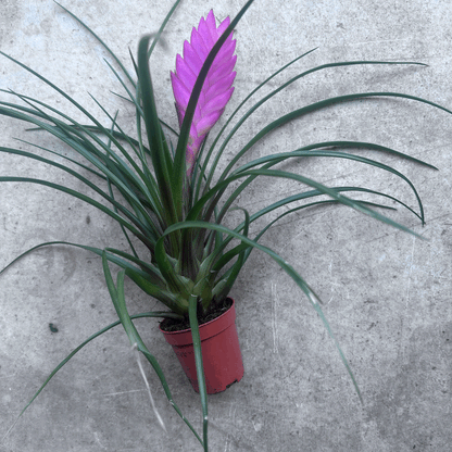 Tillandsia cyanea &