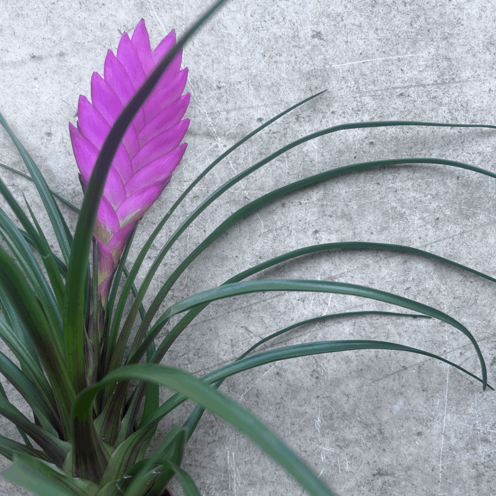 Tillandsia cyanea &