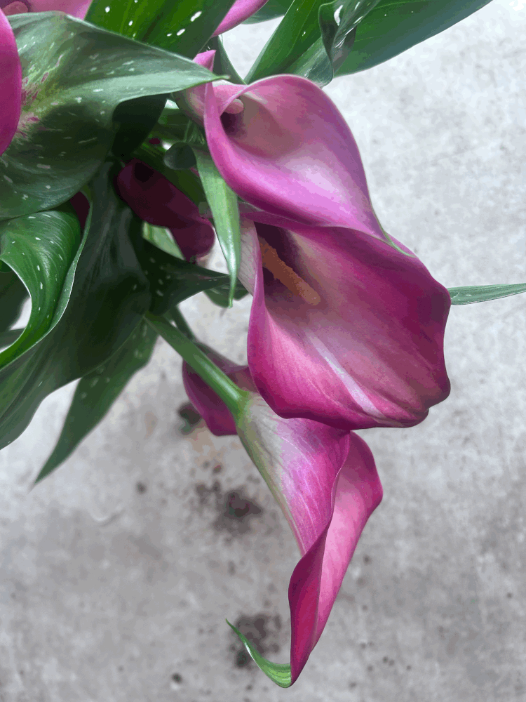 Zantedeschia &