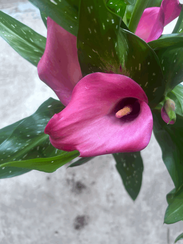 Zantedeschia &