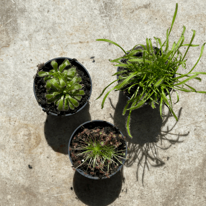 Drosera varieties (Carniverous plant/ Sundew)