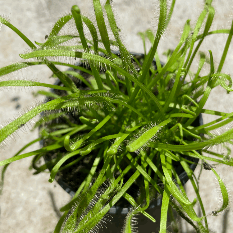 Drosera varieties (Carniverous plant/ Sundew)