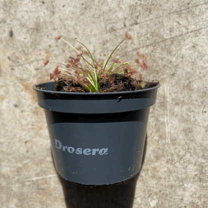 Drosera varieties (Carniverous plant/ Sundew)