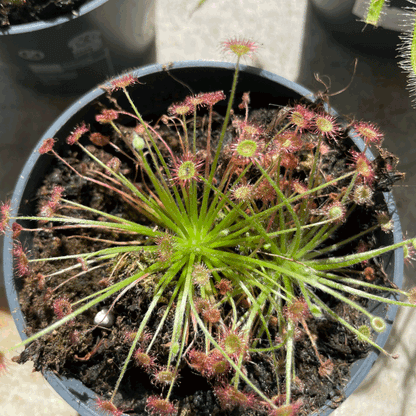 Drosera varieties (Carniverous plant/ Sundew)