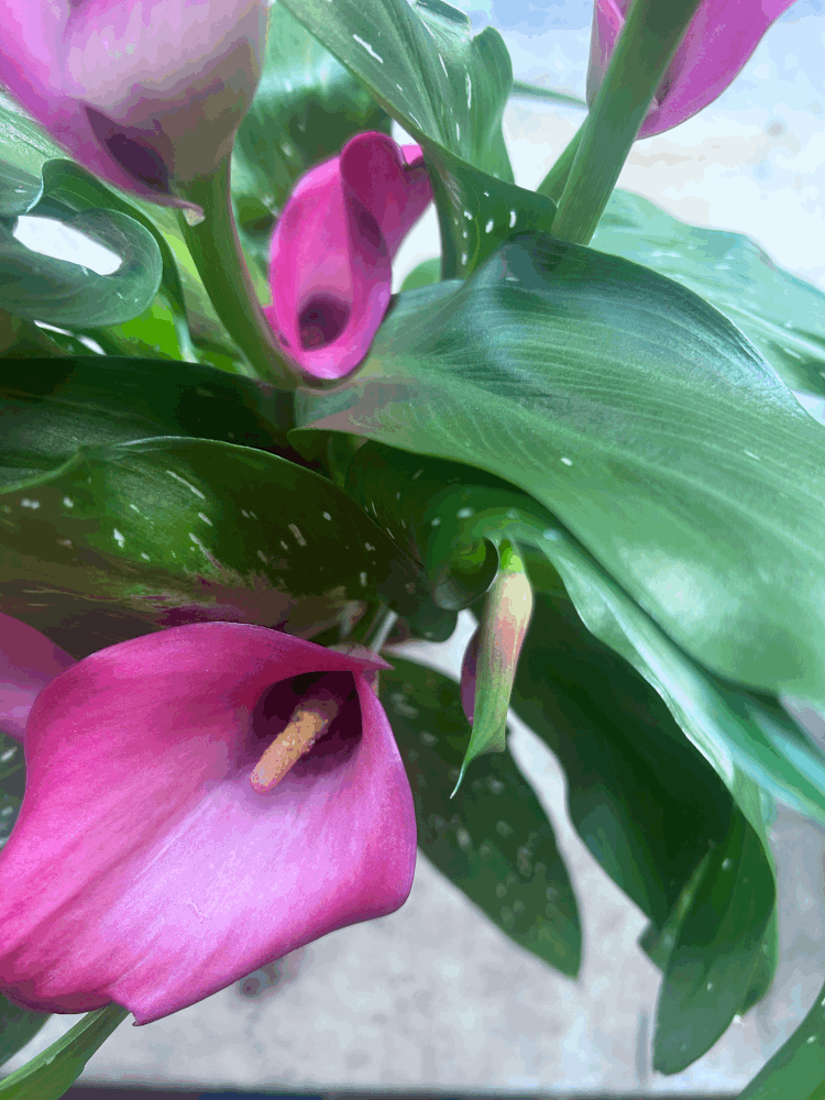 Zantedeschia &