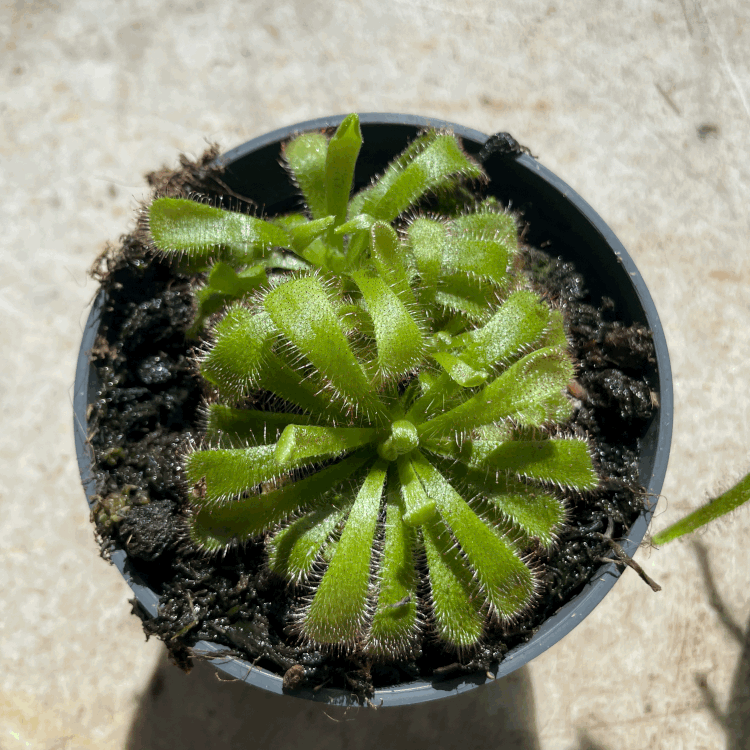 Drosera varieties (Carniverous plant/ Sundew)