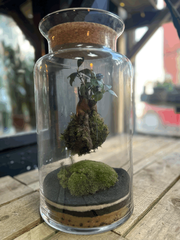 Floating Kokedama Terrarium