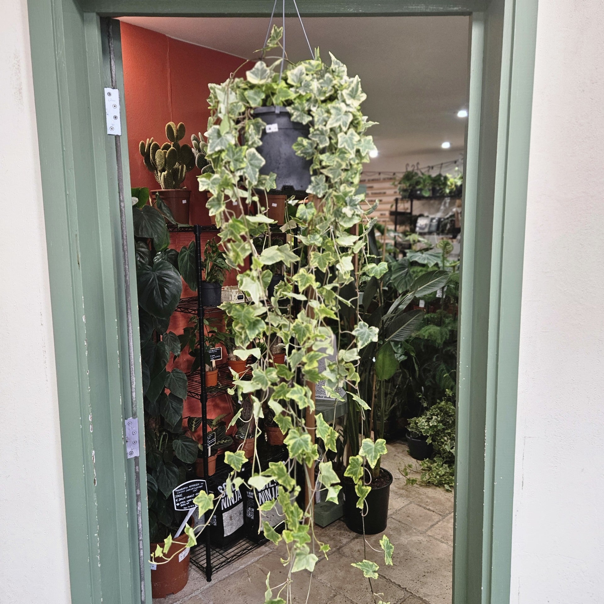 Hedera helix Geelbont (English Ivy)