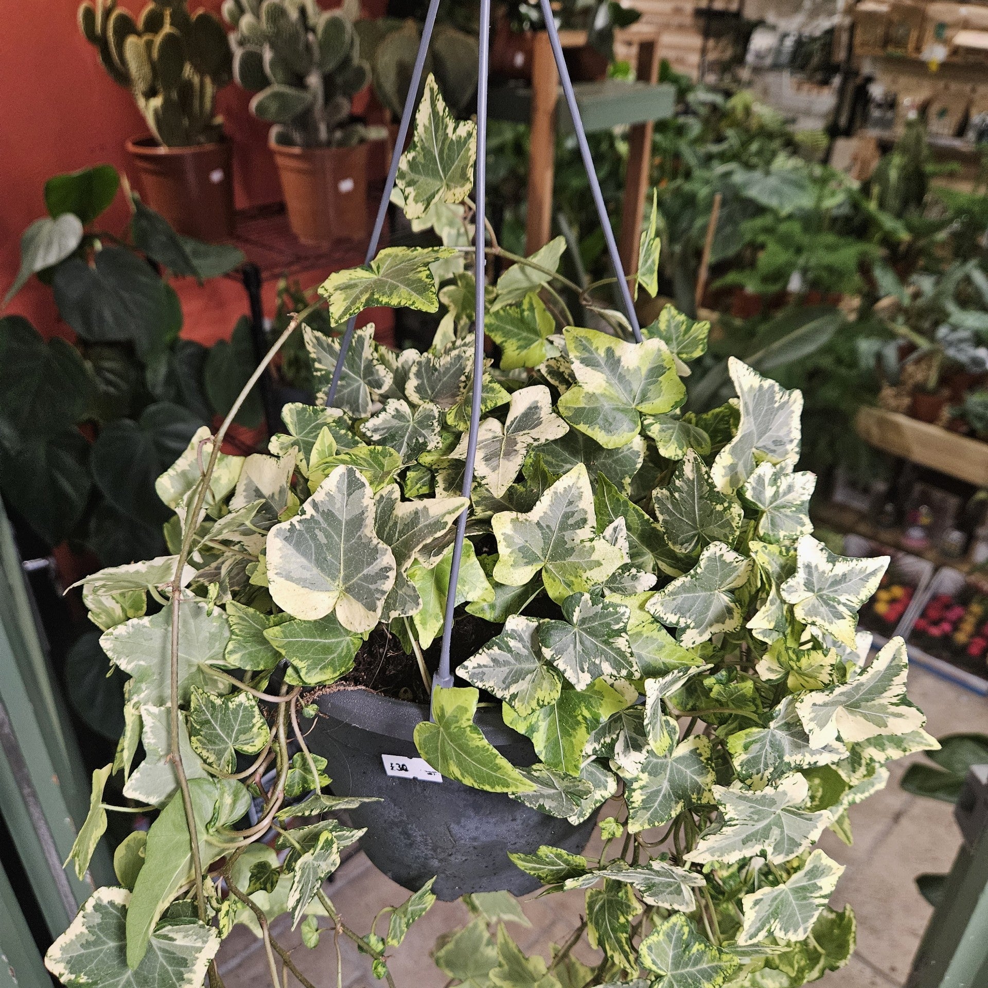 Hedera helix Geelbont (English Ivy)