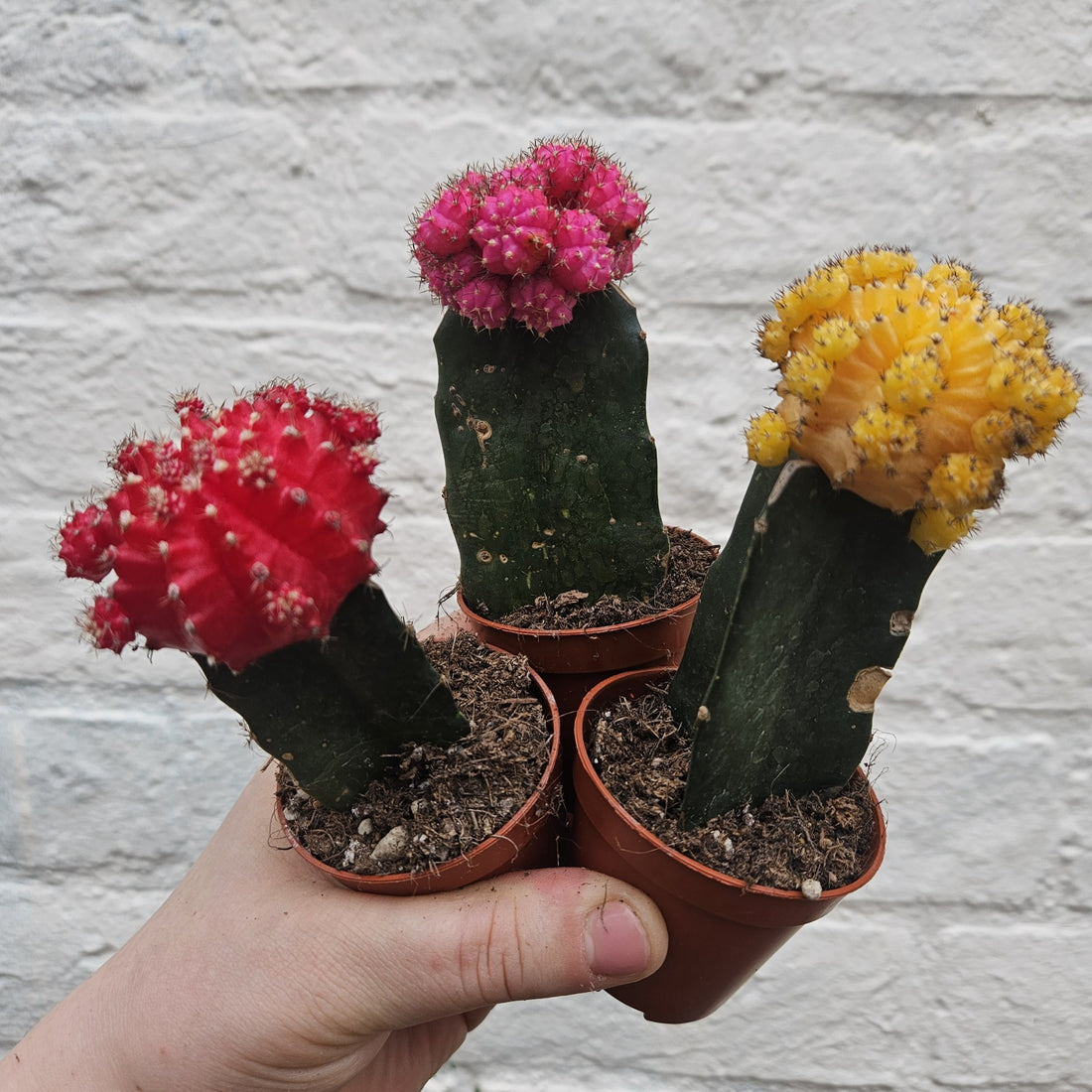 Gymnocalycium mihanovichii (Moon cactus) Various Colours