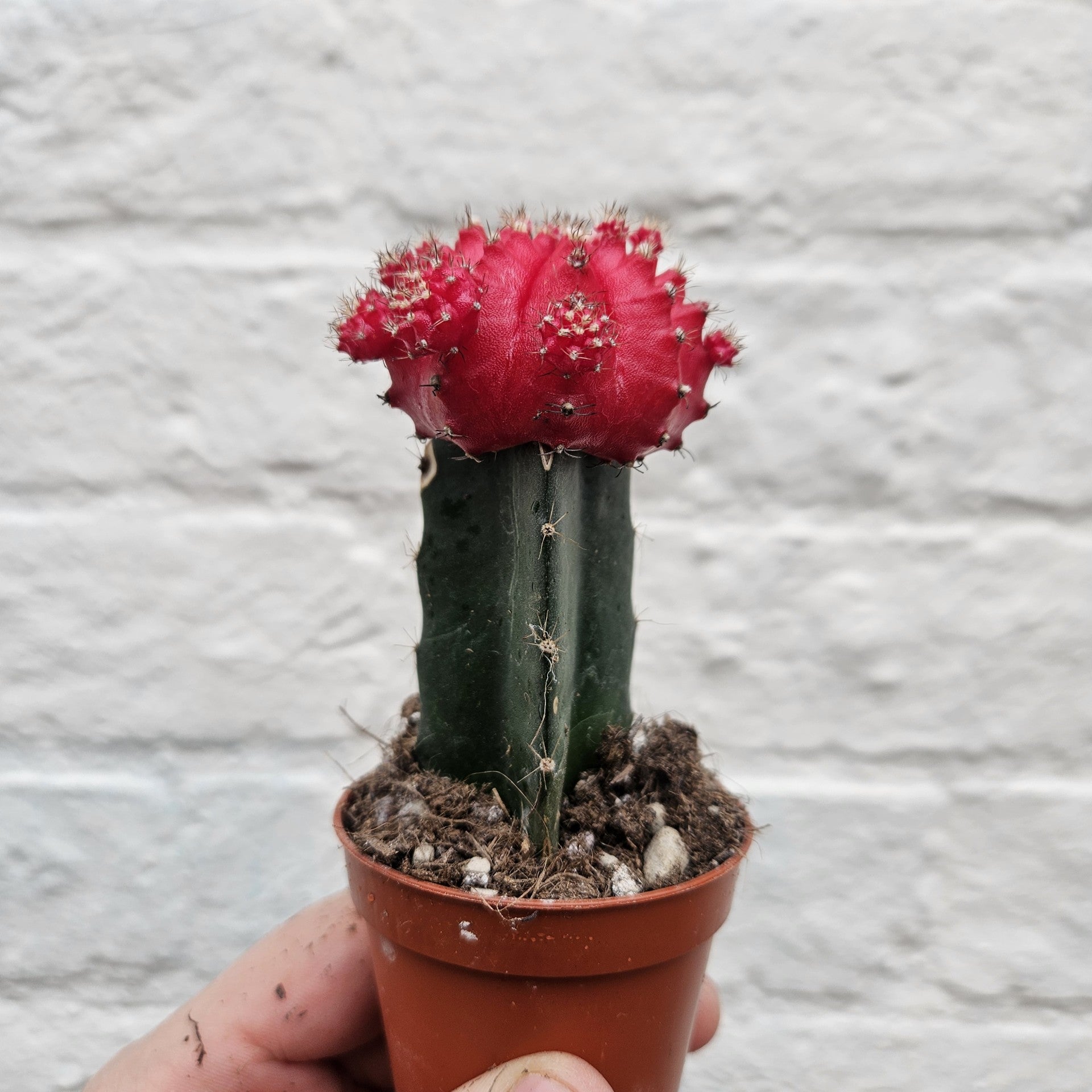 Gymnocalycium mihanovichii (Moon cactus) Various Colours