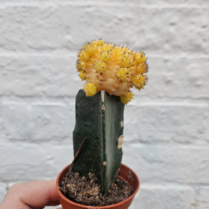 Gymnocalycium mihanovichii (Moon cactus) Various Colours