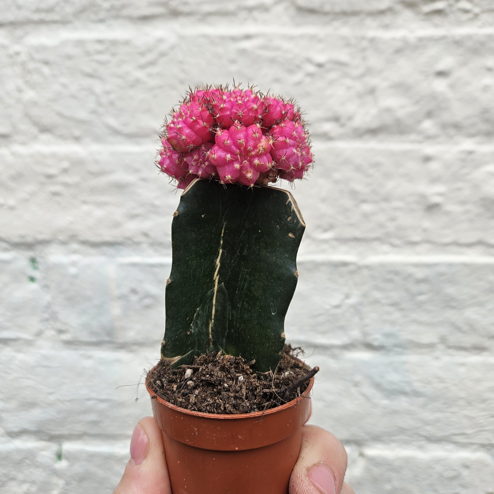 Gymnocalycium mihanovichii (Moon cactus) Various Colours