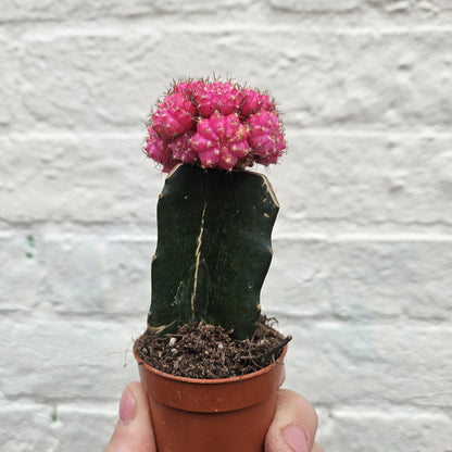 Gymnocalycium mihanovichii (Moon cactus) Various Colours