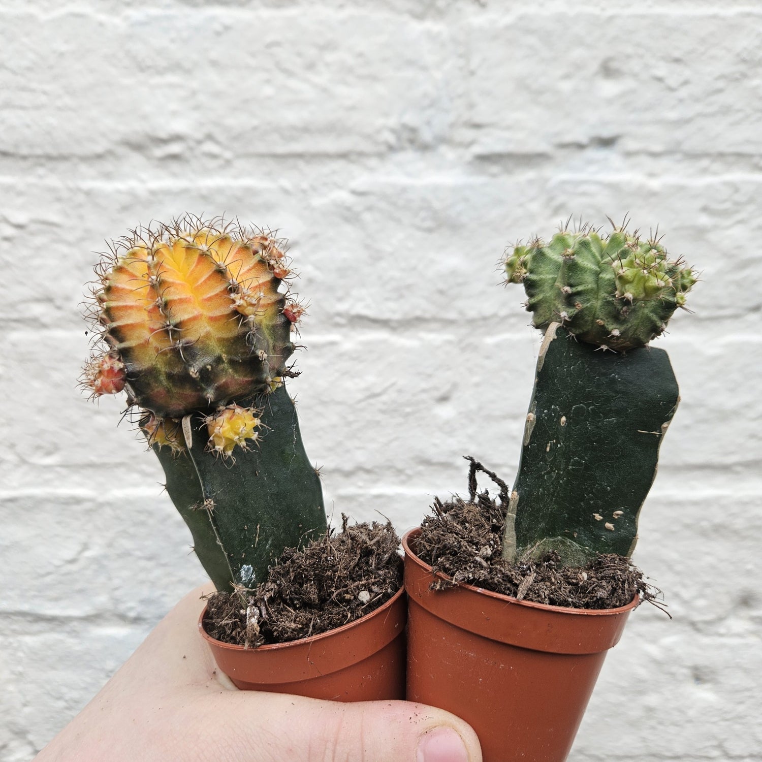 Gymnocalycium mihanovichii (Moon cactus) Various Colours