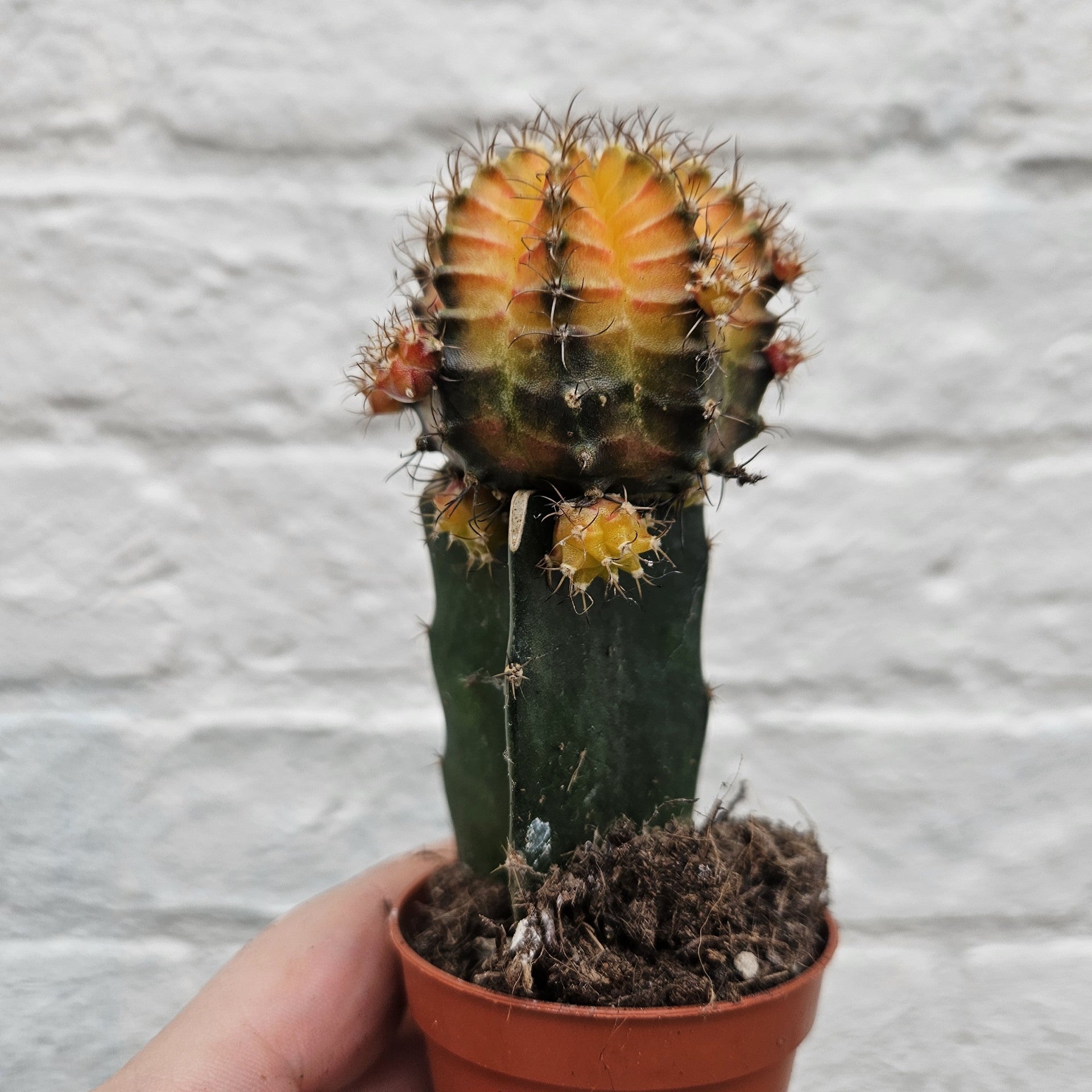 Gymnocalycium mihanovichii (Moon cactus) Various Colours