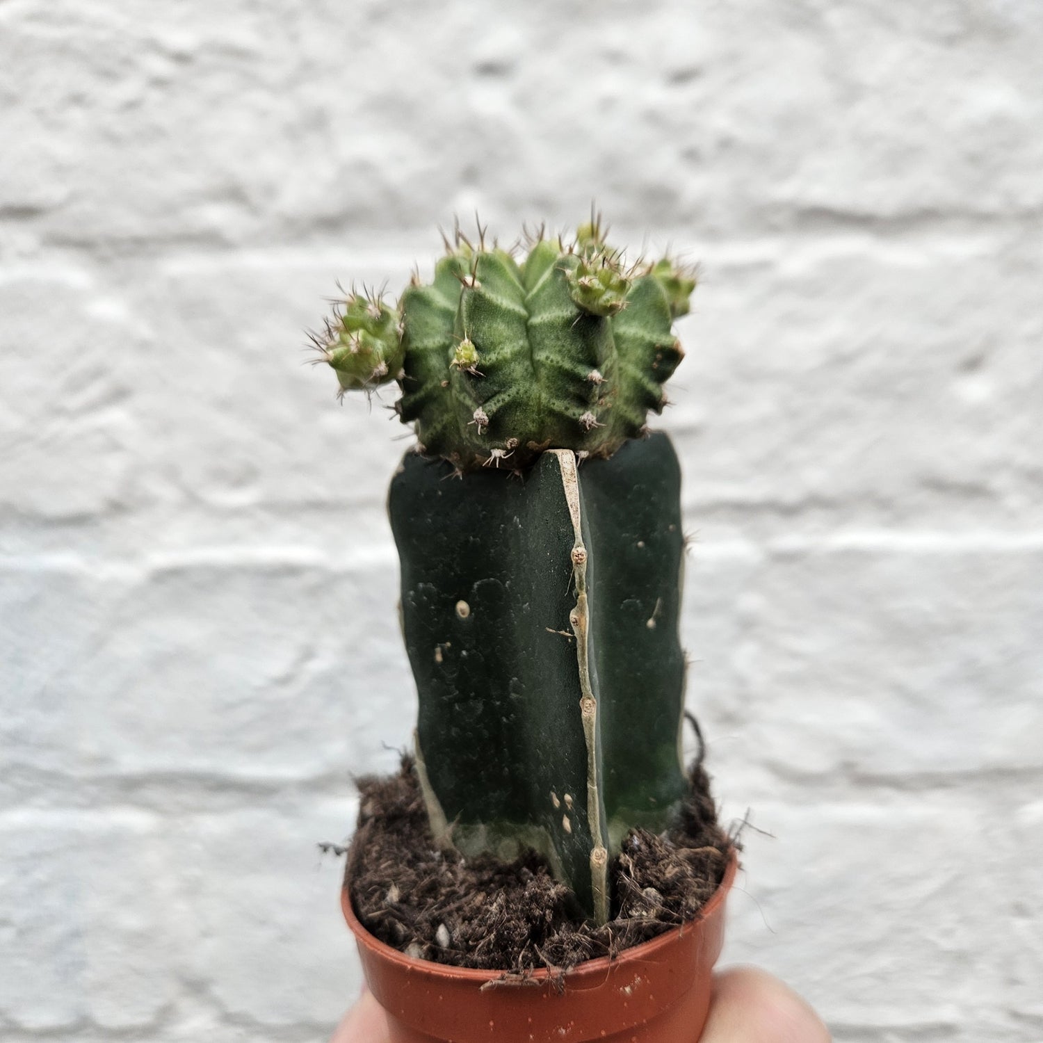 Gymnocalycium mihanovichii (Moon cactus) Various Colours