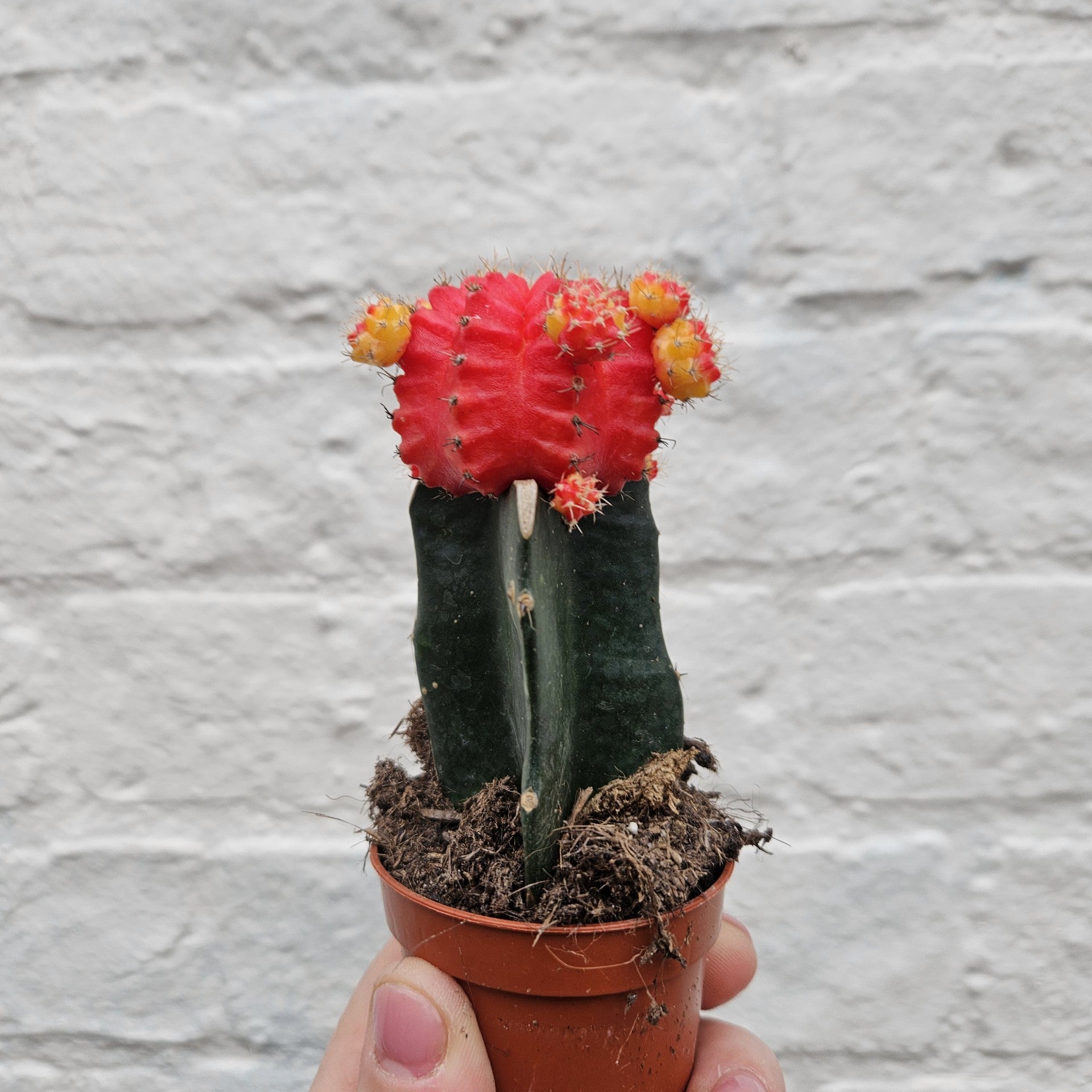 Gymnocalycium mihanovichii (Moon cactus) Various Colours