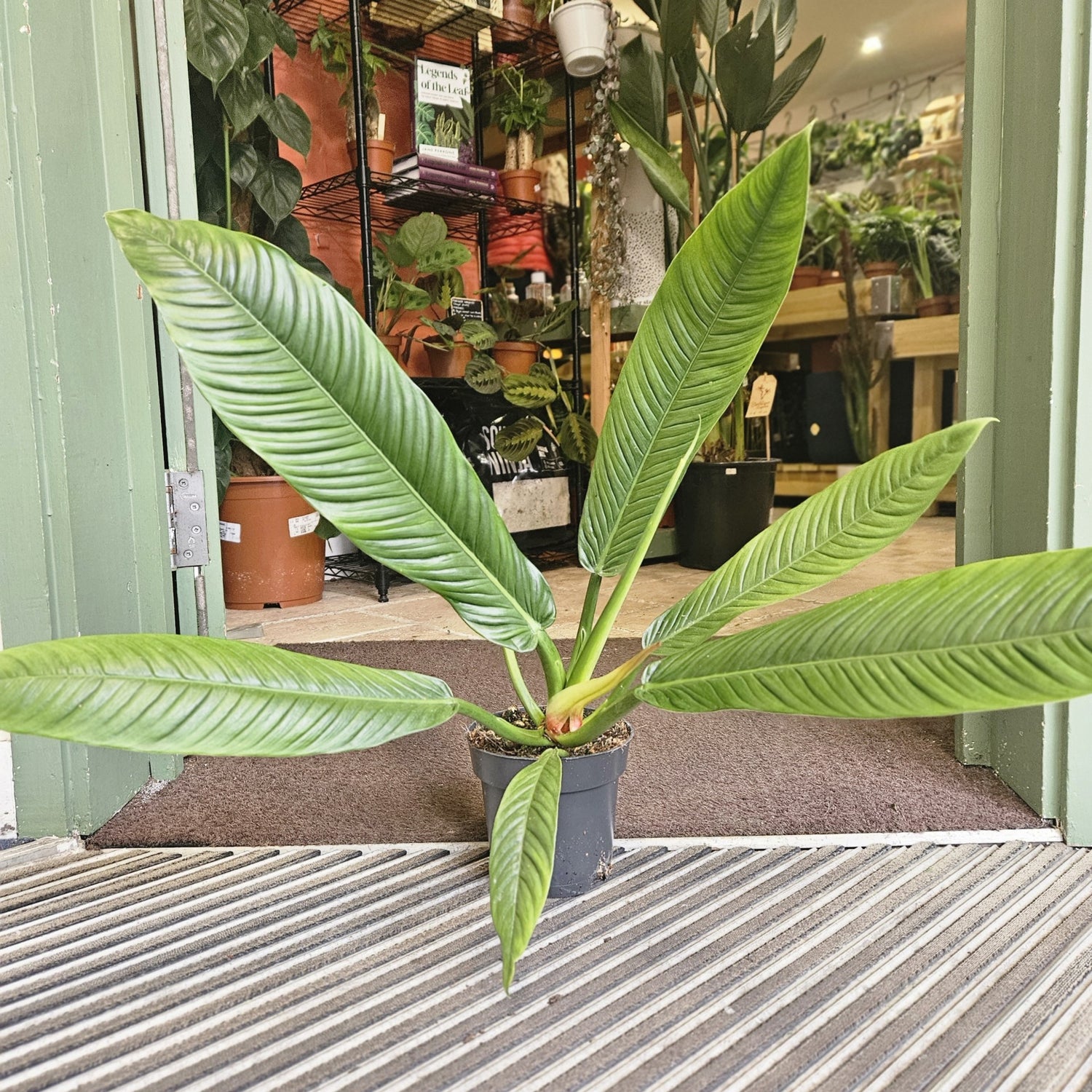 Philodendron campii &