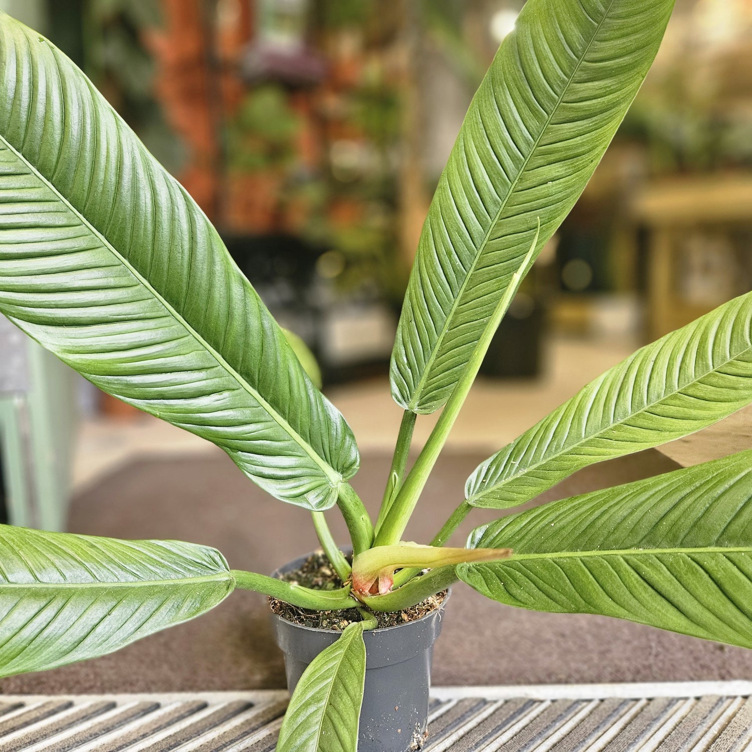 Philodendron campii &