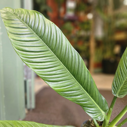 Philodendron campii &