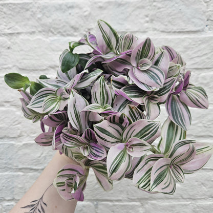 Tradescantia &